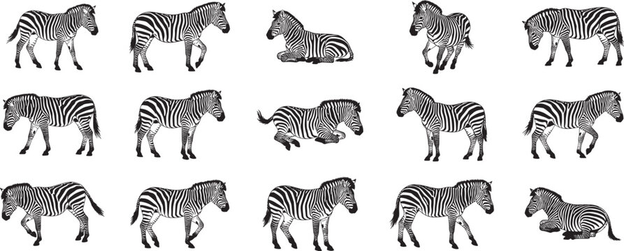 Zebra illustration pattern black and white zebras african wildlife animal print safari zoo mammal design art