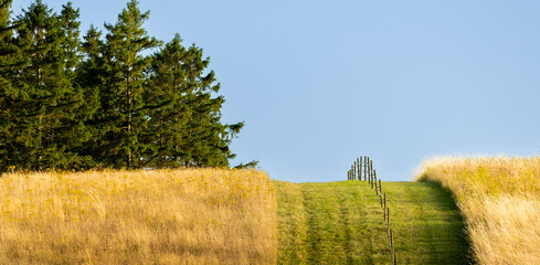 wheat field in the summer