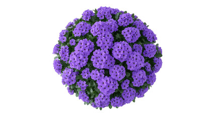 Fototapeta premium Beautiful Purple Flowers in a Spherical Shape on PNG transparent background