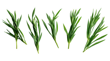 Fototapeta premium Green Leaves Isolated on PNG transparent Background for designers