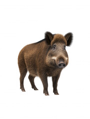 Fototapeta premium A furry brown wild boar with dark bristles and a long snout stands upright on a clean white background gazing forward with a curious and watchful expression.