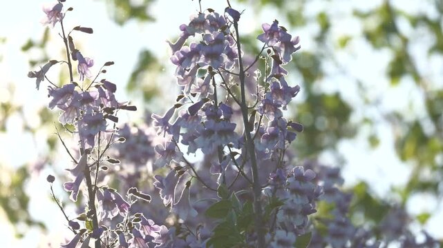 Jacaranda mimosifolia tree with beautiful purple flowers blooming in the sun, swaying in the wind