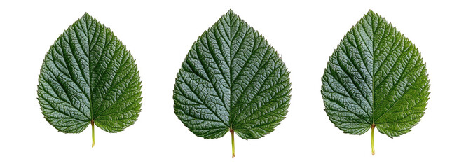 Three identical dark-green leaves, heart-shaped with prominent veins, displayed against a black background, illustrating leaf morphology