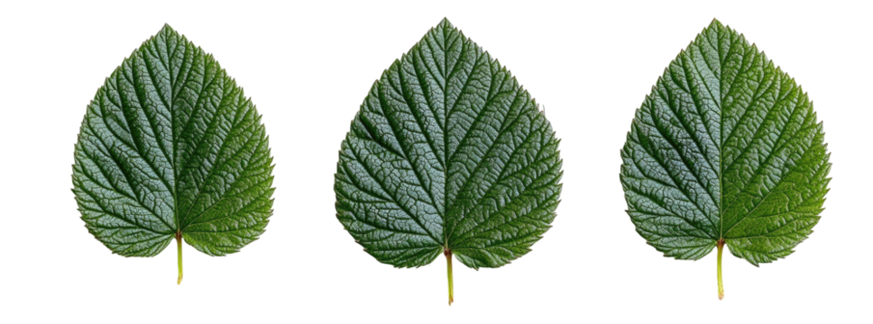 Three identical dark-green leaves, heart-shaped with prominent veins, displayed against a black background, illustrating leaf morphology