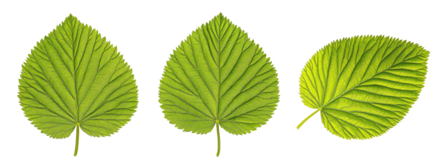 Three vibrant green leaves, heart-shaped, with prominent veins, are shown against a black background.  Each leaf displays subtle variations in color and shape