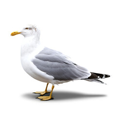 Fototapeta premium seagull isolated on transparent background