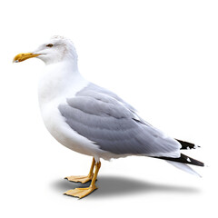 Naklejka premium seagull isolated on transparent background