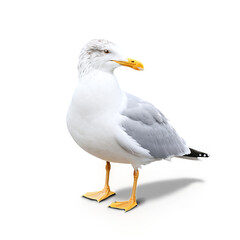 Obraz premium seagull isolated on transparent background