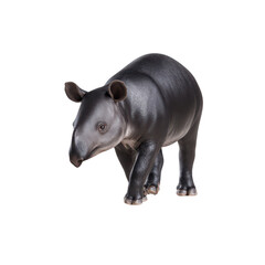A young Malayan tapir with smooth, dark fur walks forward against a plain white background, showcasing its unique physical characteristics in detail.