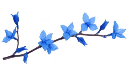 Close-up of Delicate Blue Flowers Blooming on a Branch with PNG transparent background