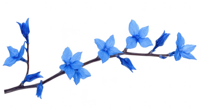 Close-up of Delicate Blue Flowers Blooming on a Branch with PNG transparent background