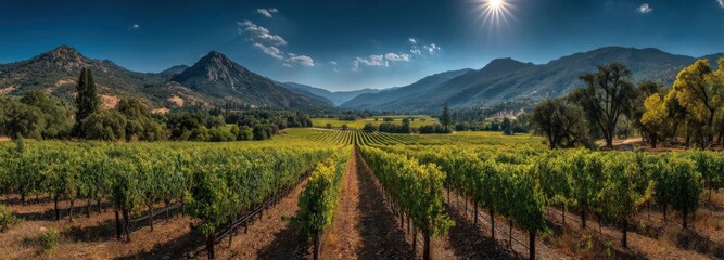 Vibrant Zinfandel grapes thriving under the sun in Napa Valley vineyards in July