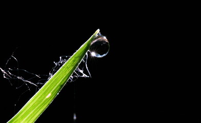 water drops on a green leaf