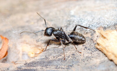 ant on the ground