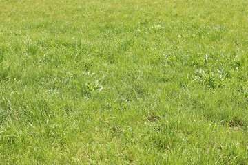 Grass on the lawn, natural background. Uncut grass on the meadow. Spring or summer background with bright green grass. Selective focus. Close-up view of fresh grass