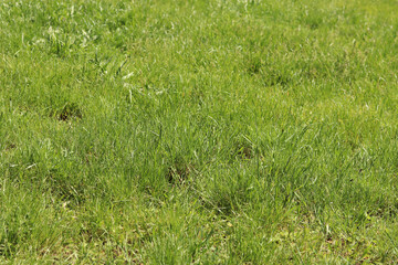 Grass on the lawn, natural background. Uncut grass on the meadow. Spring or summer background with bright green grass. Selective focus. Close-up view of fresh grass