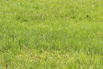 Grass on the lawn, natural background. Uncut grass on the meadow. Spring or summer background with bright green grass. Selective focus. Close-up view of fresh grass