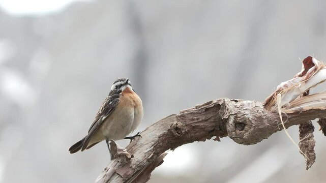 whinchat, Saxicola rubetra Stiaccino	