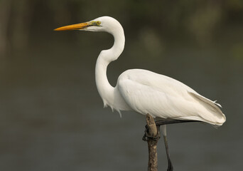 Closeup of a Great egret at Sundarban tiger reserve, India