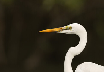 Portrait of a Great egret at Sundarban tiger reserve, India