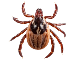 A cute mite with big eyes, highly detailed, macro photography isolated on a transparent background
