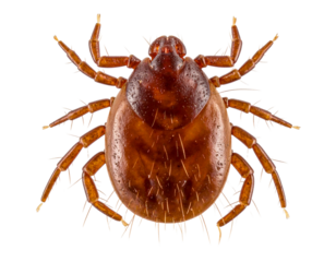 A small, round dust mite with long legs and fine hairs on its body, captured under the lens of an electron microscope isolated on a transparent background