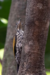 Black-rumped flameback looking for its food