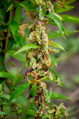 Diseased leaves on a peach tree, curly. Tafrina deformans. Close-up