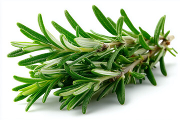 Fototapeta premium Fresh rosemary sprig adds fragrance and flavor to culinary creations