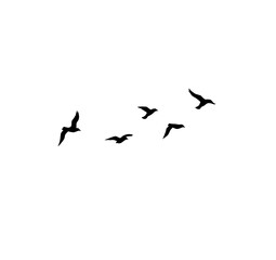 Soaring Silhouette: Capture a moment of freedom as several birds take flight against the bright backdrop. Symbol of tranquility, peace, and vast expanse.