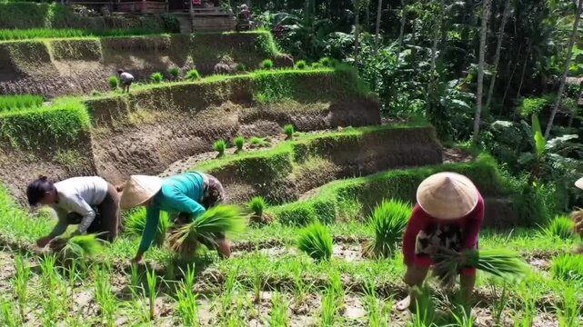 Terraced rice fields in Ubud during planting season, peaceful and lush