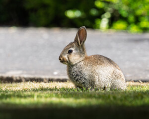 A small rabbit is sitting on the grass