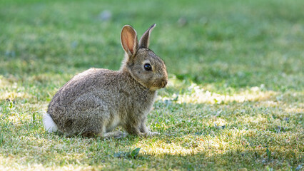 A baby rabbit is sitting in the grass