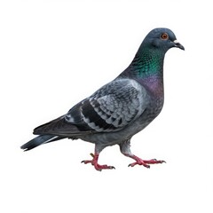 Fototapeta premium Pigeon standing alone in studio isolated on white background