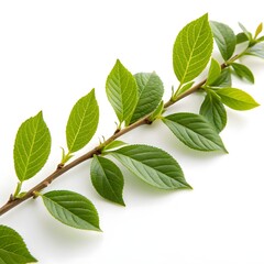 Naklejka premium Closeup of green twig with fresh leaves isolated on white or transparent background 