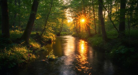 Obraz premium River Flowing Through a Forest at Sunset