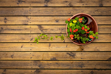 Nature’s Frame on Wooden Canvas