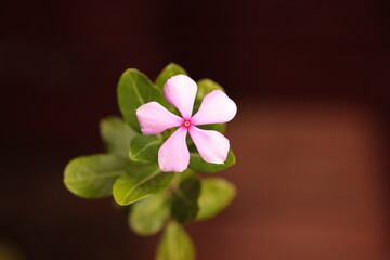 Close up a Catharanthus roseus flowers.