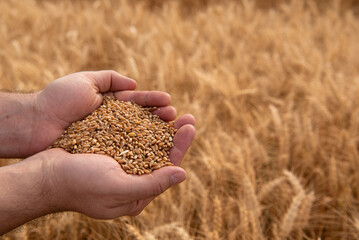 Wheat production in Northern Paraná
