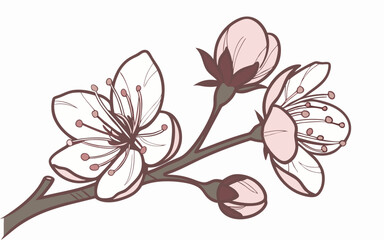 Delicate Cherry Blossom Branch Illustration
