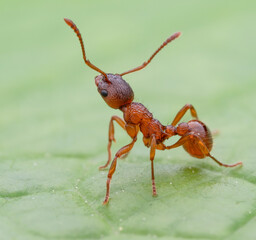 Myrmica ruginodis ant close up side view on the leaf macro