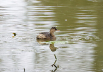 little grebe from the side, light waves on the pond, little grebe swims in the lake, cute little grebe in the lake, bird reflected in the shimmering gray pond, water rings, Tachybaptus ruficollis
