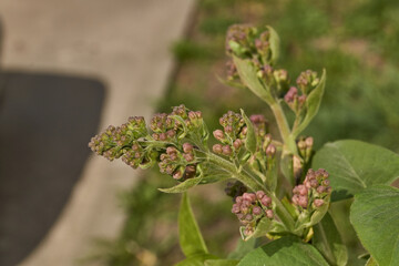Inflorescences appeared from lilac flower buds. Lilac inflorescences (Latin Syringa vulgaris) in the rays of the spring sun. Spring.