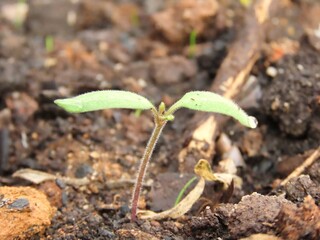 Tomato sprout in a vegetable garden.