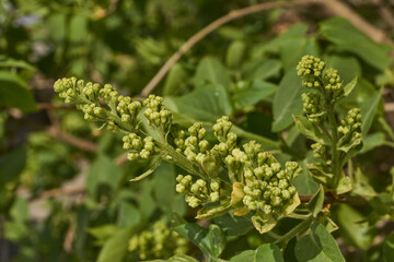 Inflorescences appeared from lilac flower buds. Lilac inflorescences (Latin Syringa vulgaris) in the rays of the spring sun. Spring.