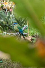 Obraz premium Blue and green bird with red eyes perched on a chair in a garden. Close-up photo with feather details and copy space.