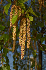 The stamen earrings of the birch bloomed in early spring before the leaves appeared.