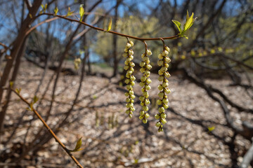 Stachyurus praecox