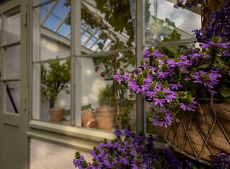 Violet Bloom by the Glasshouse