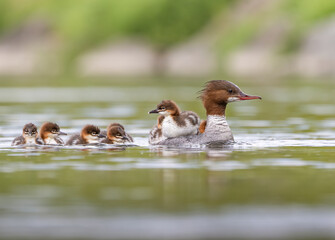 Common merganser mom with chick river level view © Cyryl